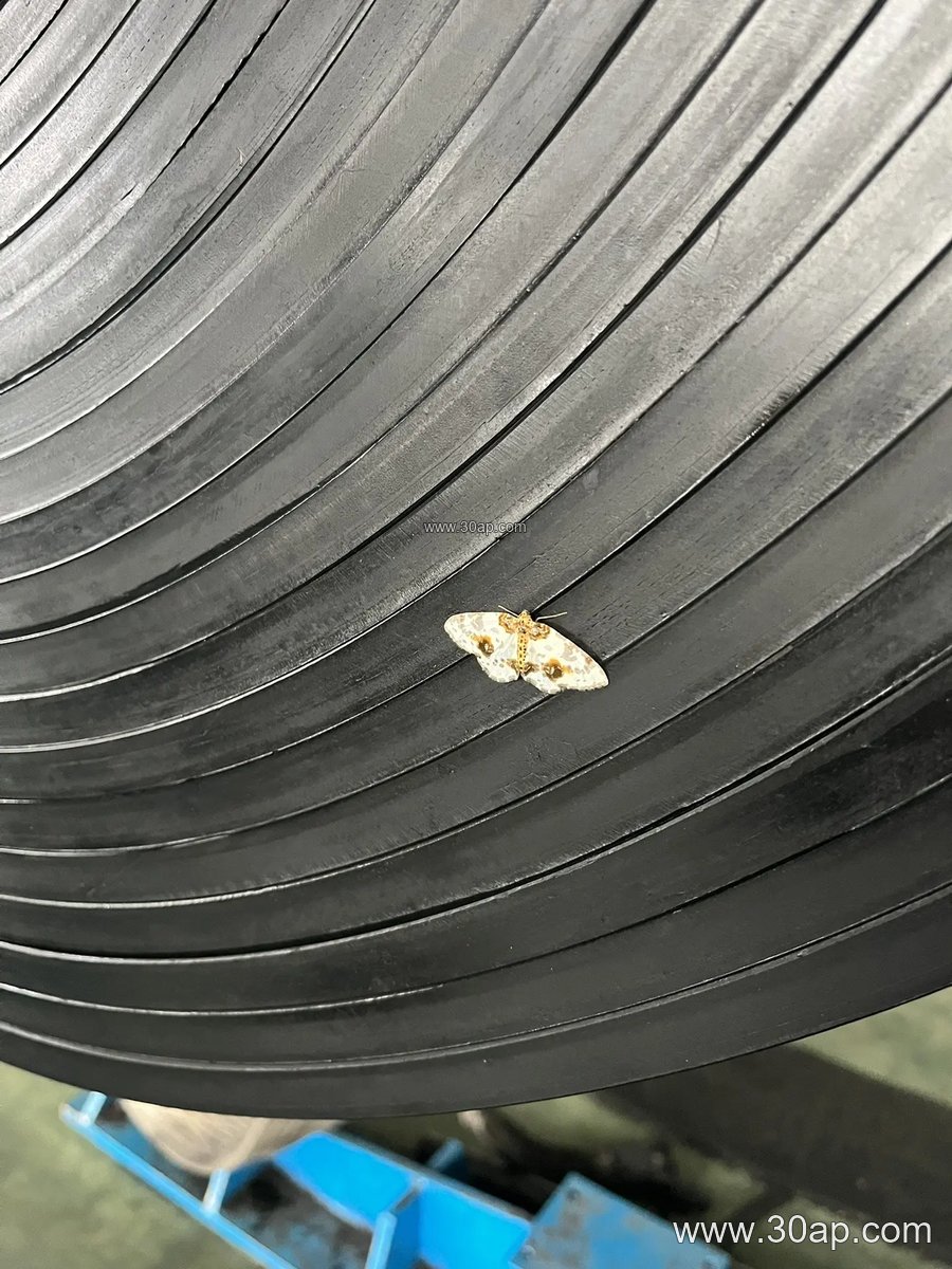 NN100 Conveyor Belt